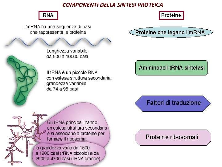 COMPONENTI DELLA SINTESI PROTEICA RNA Proteine che legano l’m. RNA Amminoacil-t. RNA sintetasi Fattori
