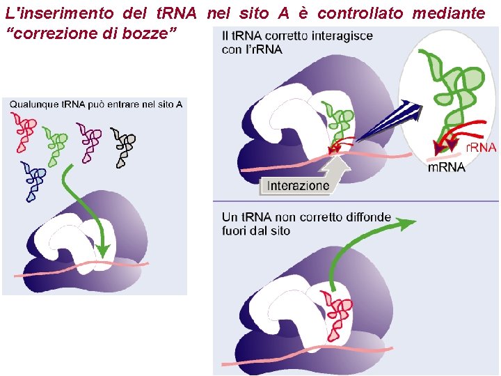 L'inserimento del t. RNA nel sito A è controllato mediante “correzione di bozze” 