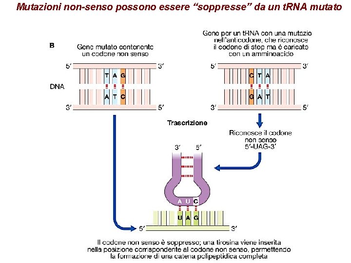Mutazioni non-senso possono essere “soppresse” da un t. RNA mutato 