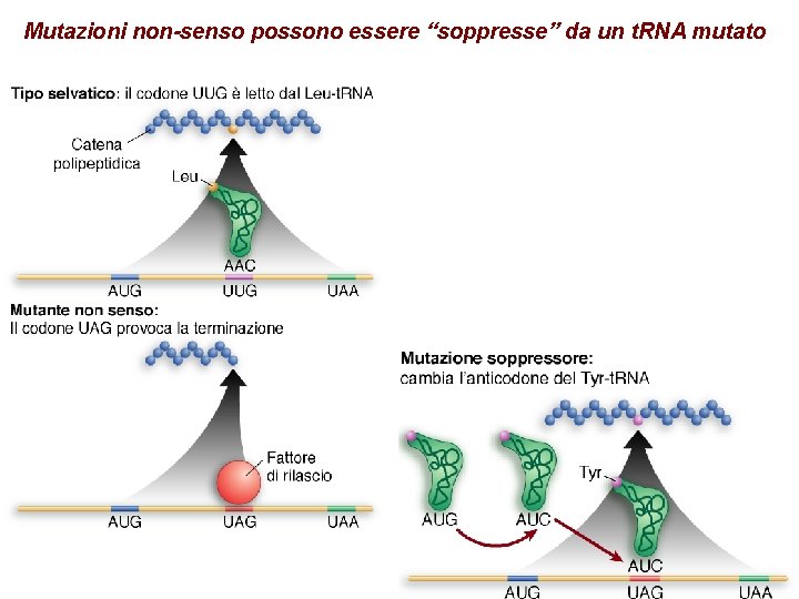 Mutazioni non-senso possono essere “soppresse” da un t. RNA mutato 