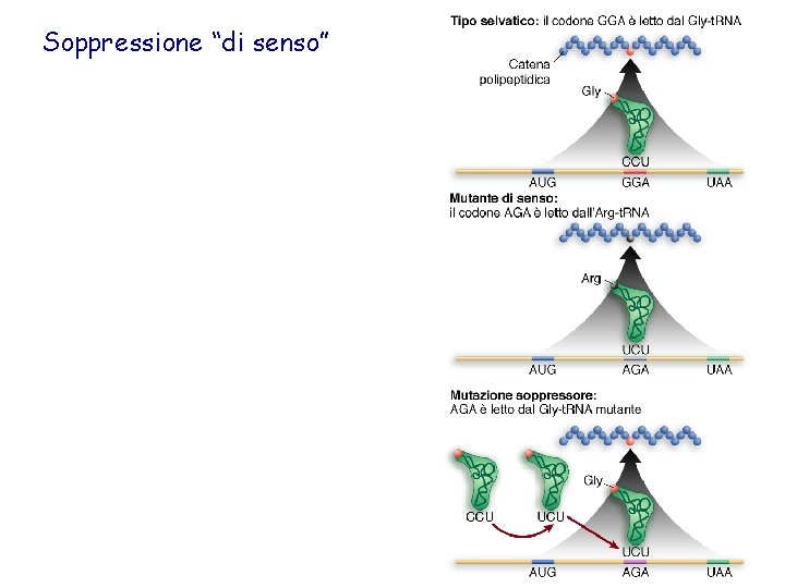 Soppressione “di senso” 