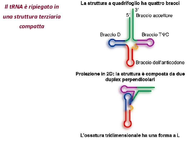 Il t. RNA è ripiegato in una struttura terziaria compatta 