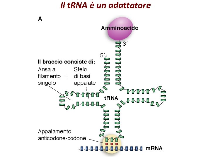 Il t. RNA è un adattatore 
