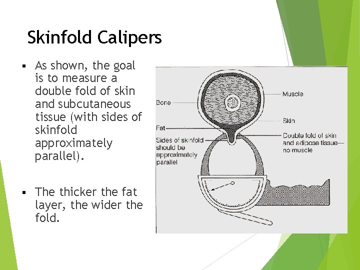 Skinfold Calipers § As shown, the goal is to measure a double fold of