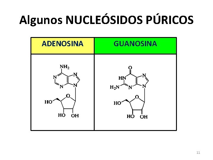Algunos NUCLEÓSIDOS PÚRICOS ADENOSINA GUANOSINA 11 