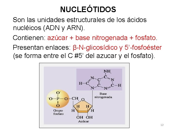 NUCLEÓTIDOS Son las unidades estructurales de los ácidos nucléicos (ADN y ARN). Contienen: azúcar