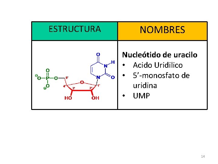 ESTRUCTURA NOMBRES Nucleótido de uracilo • Acido Uridilico • 5’-monosfato de uridina • UMP