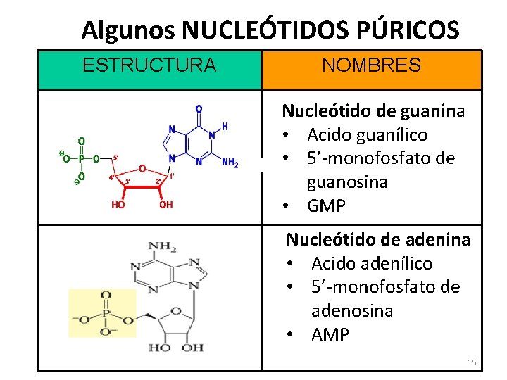 Algunos NUCLEÓTIDOS PÚRICOS ESTRUCTURA NOMBRES Nucleótido de guanina • Acido guanílico • 5’-monofosfato de