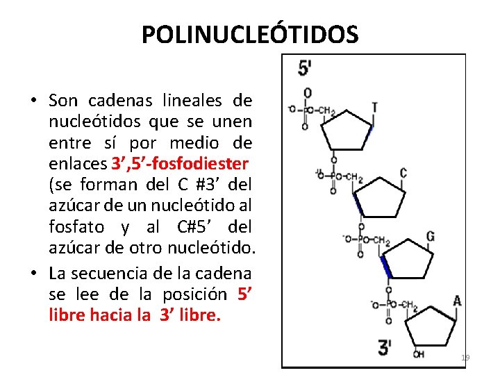 POLINUCLEÓTIDOS • Son cadenas lineales de nucleótidos que se unen entre sí por medio