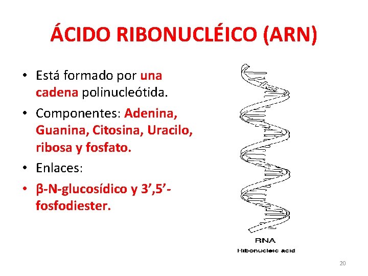 ÁCIDO RIBONUCLÉICO (ARN) • Está formado por una cadena polinucleótida. • Componentes: Adenina, Guanina,