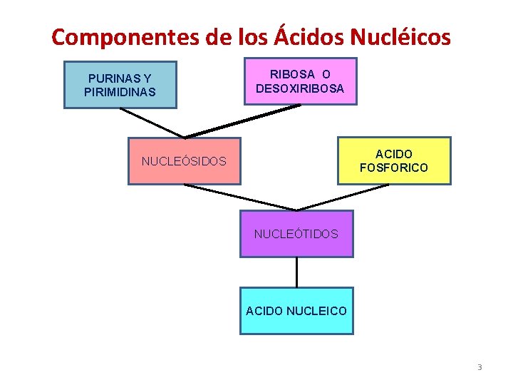 Componentes de los Ácidos Nucléicos PURINAS Y PIRIMIDINAS + NUCLEÓSIDOS RIBOSA O DESOXIRIBOSA +