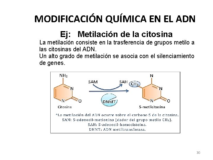 MODIFICACIÓN QUÍMICA EN EL ADN Ej: Metilación de la citosina La metilación consiste en