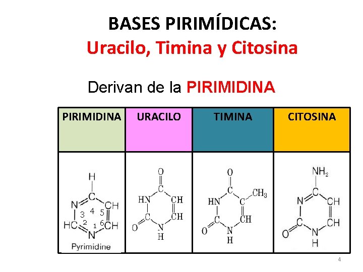 BASES PIRIMÍDICAS: Uracilo, Timina y Citosina Derivan de la PIRIMIDINA URACILO TIMINA CITOSINA 3