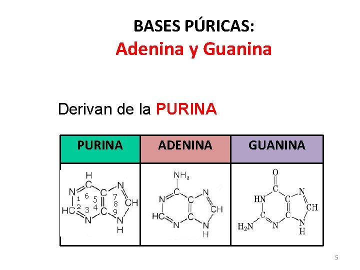 BASES PÚRICAS: Adenina y Guanina Derivan de la PURINA 1 6 5 2 3
