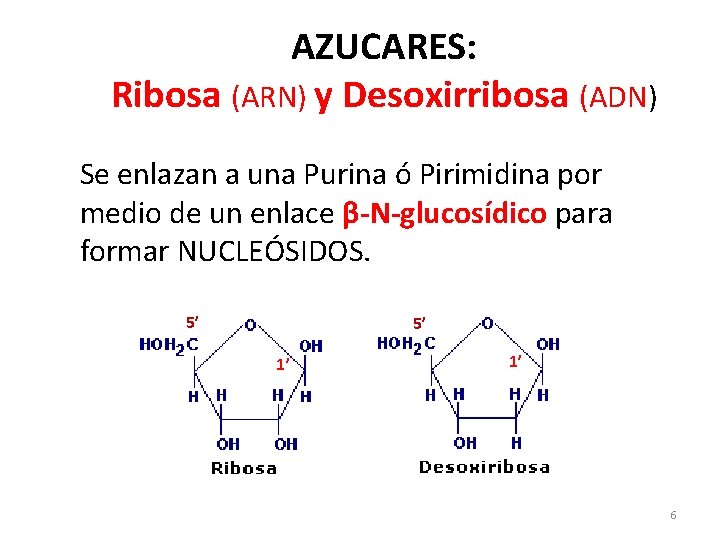 AZUCARES: Ribosa (ARN) y Desoxirribosa (ADN) Se enlazan a una Purina ó Pirimidina por