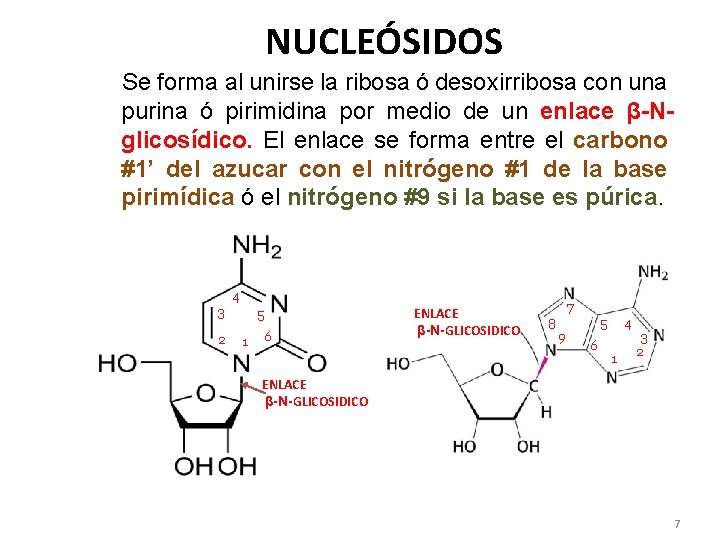 NUCLEÓSIDOS Se forma al unirse la ribosa ó desoxirribosa con una purina ó pirimidina