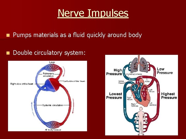 Nerve Impulses n Pumps materials as a fluid quickly around body n Double circulatory