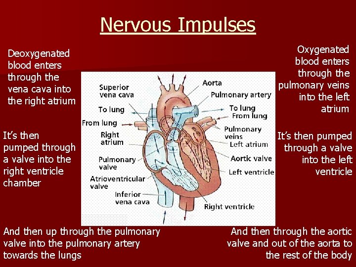 Nervous Impulses Deoxygenated blood enters through the vena cava into the right atrium Oxygenated