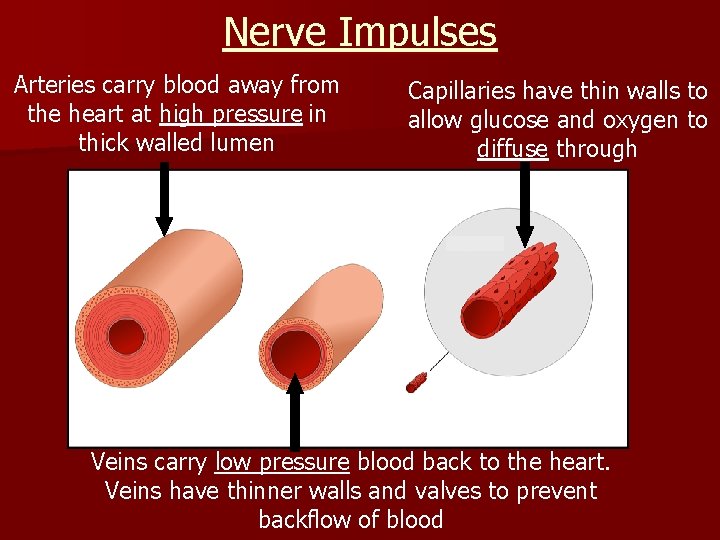 Nerve Impulses Arteries carry blood away from the heart at high pressure in thick