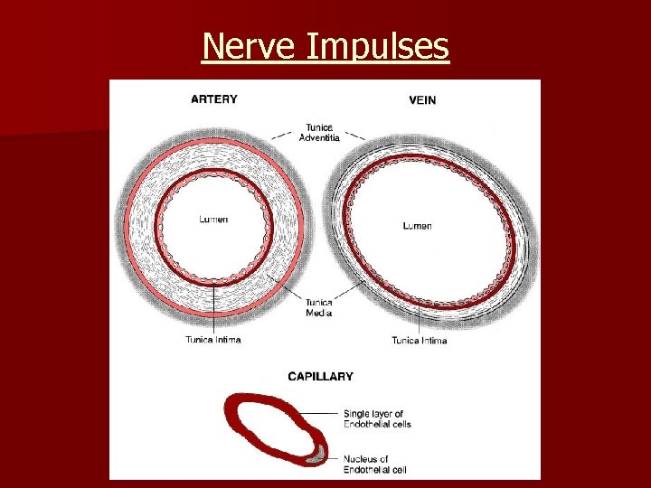 Nerve Impulses 