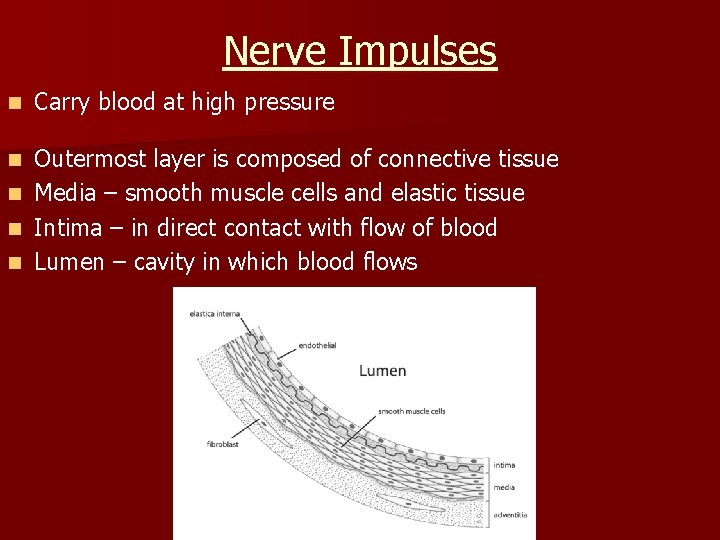 Nerve Impulses n Carry blood at high pressure n Outermost layer is composed of
