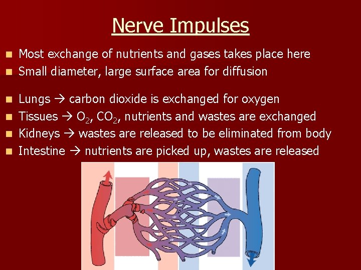 Nerve Impulses Most exchange of nutrients and gases takes place here n Small diameter,