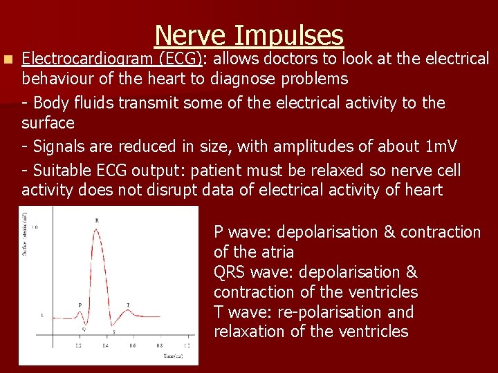 Nerve Impulses n Electrocardiogram (ECG): allows doctors to look at the electrical behaviour of