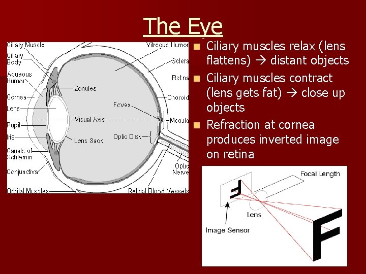 The Eye Ciliary muscles relax (lens flattens) distant objects n Ciliary muscles contract (lens