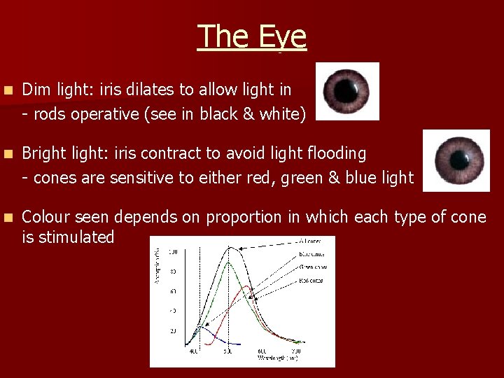 The Eye n Dim light: iris dilates to allow light in - rods operative