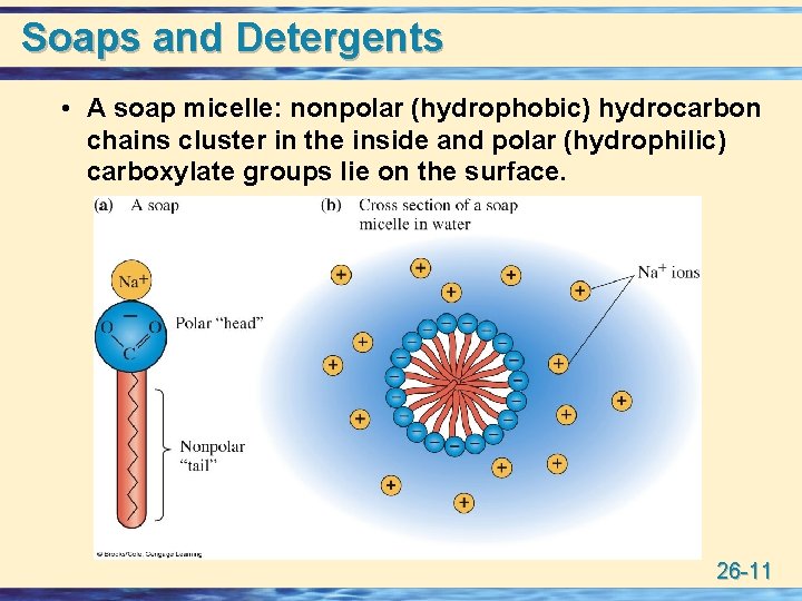 Soaps and Detergents • A soap micelle: nonpolar (hydrophobic) hydrocarbon chains cluster in the