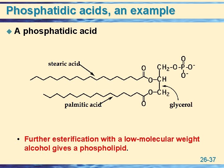 Phosphatidic acids, an example u. A phosphatidic acid • Further esterification with a low-molecular