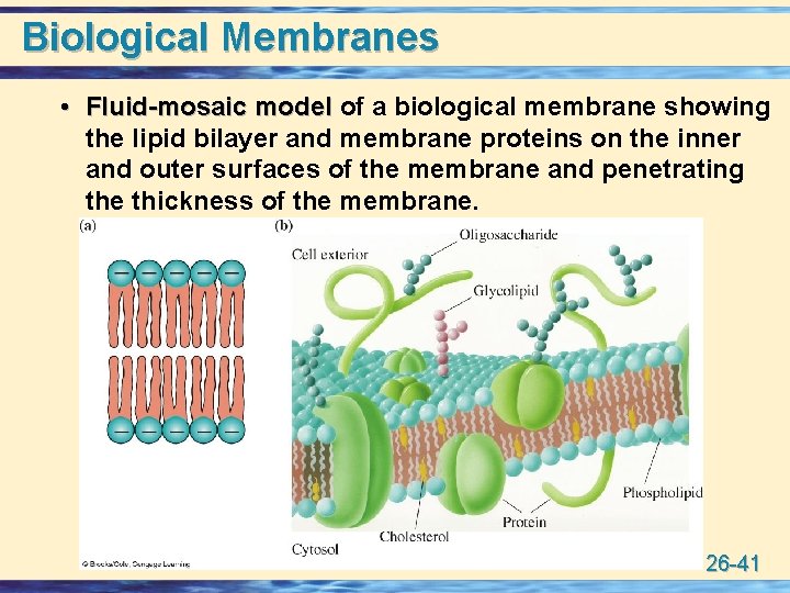 Biological Membranes • Fluid-mosaic model of a biological membrane showing the lipid bilayer and