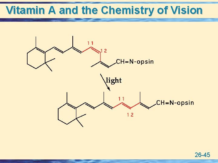 Vitamin A and the Chemistry of Vision 26 -45 