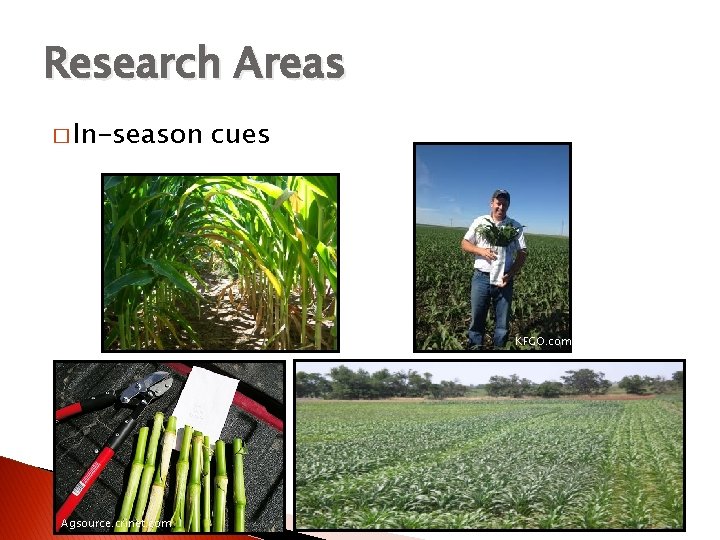 Research Areas � In-season cues KFGO. com Agsource. crinet. com 