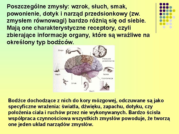 Poszczególne zmysły: wzrok, słuch, smak, powonienie, dotyk i narząd przedsionkowy (zw. zmysłem równowagi) bardzo