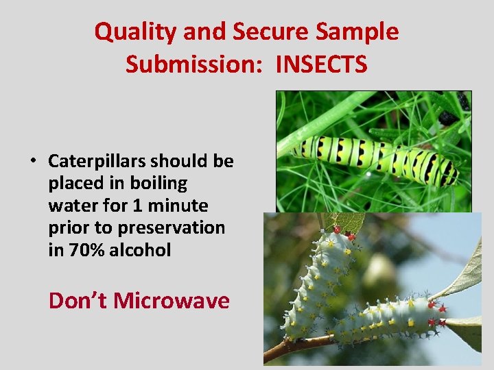 Quality and Secure Sample Submission: INSECTS • Caterpillars should be placed in boiling water