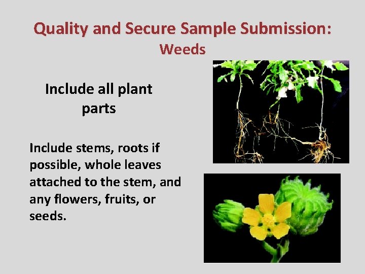 Quality and Secure Sample Submission: Weeds Include all plant parts Include stems, roots if