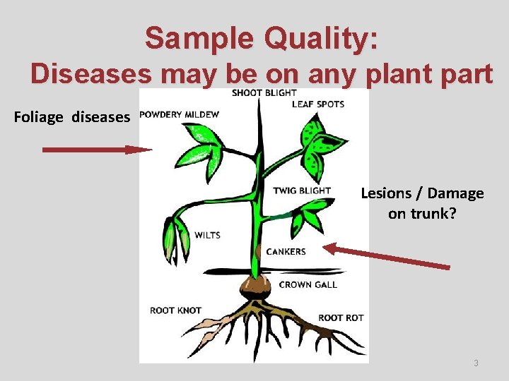 Sample Quality: Diseases may be on any plant part Foliage diseases Lesions / Damage