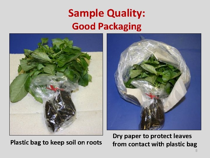 Sample Quality: Good Packaging Plastic bag to keep soil on roots Dry paper to