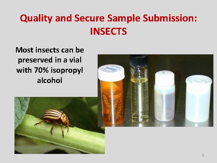 Quality and Secure Sample Submission: INSECTS Most insects can be preserved in a vial