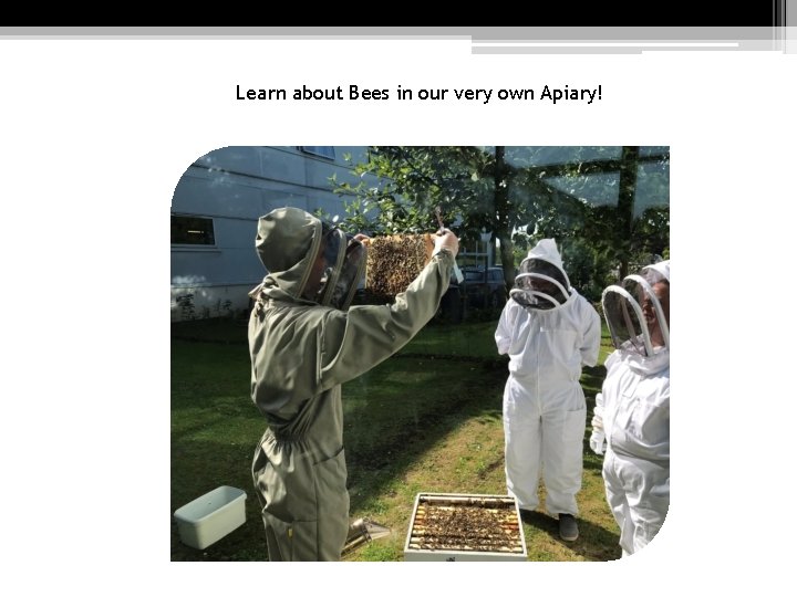 Learn about Bees in our very own Apiary! 