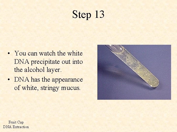 Step 13 • You can watch the white DNA precipitate out into the alcohol