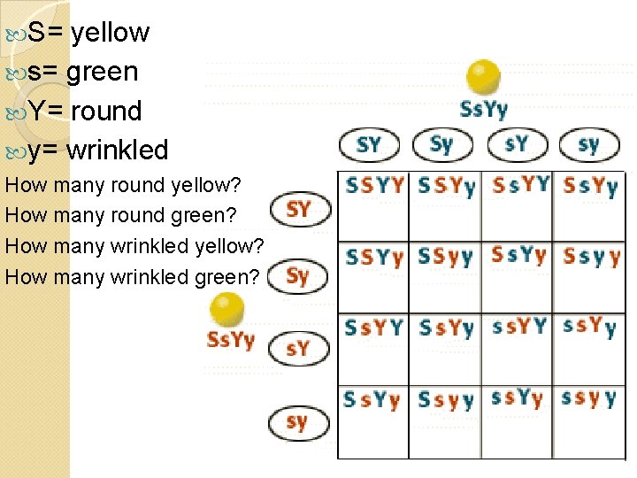  S= yellow s= green Y= round y= wrinkled How many round yellow? How