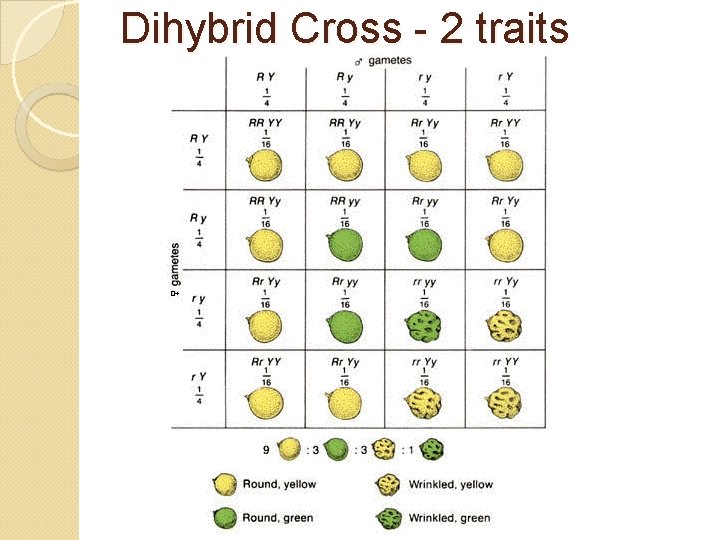 Dihybrid Cross - 2 traits 