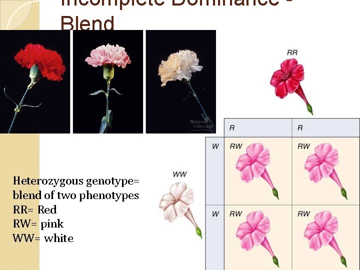 Incomplete Dominance Blend Heterozygous genotype= blend of two phenotypes RR= Red RW= pink WW=