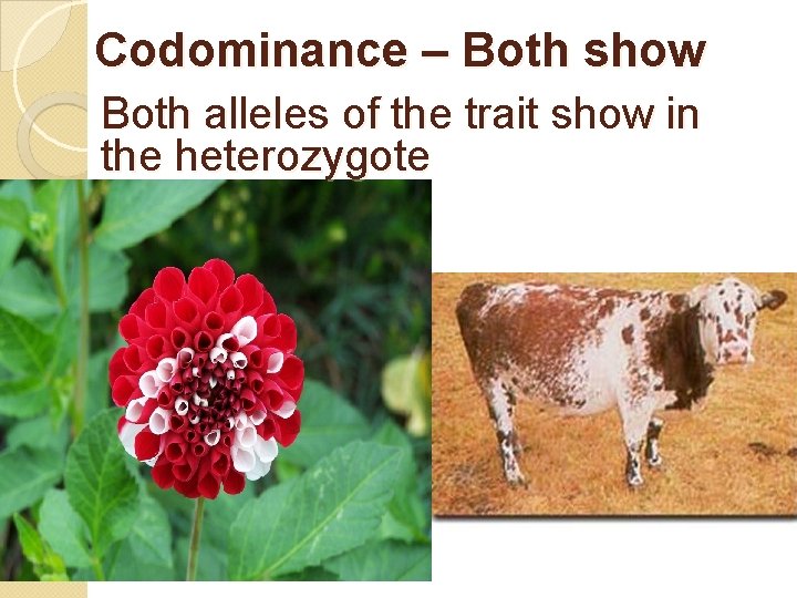 Codominance – Both show Both alleles of the trait show in the heterozygote 