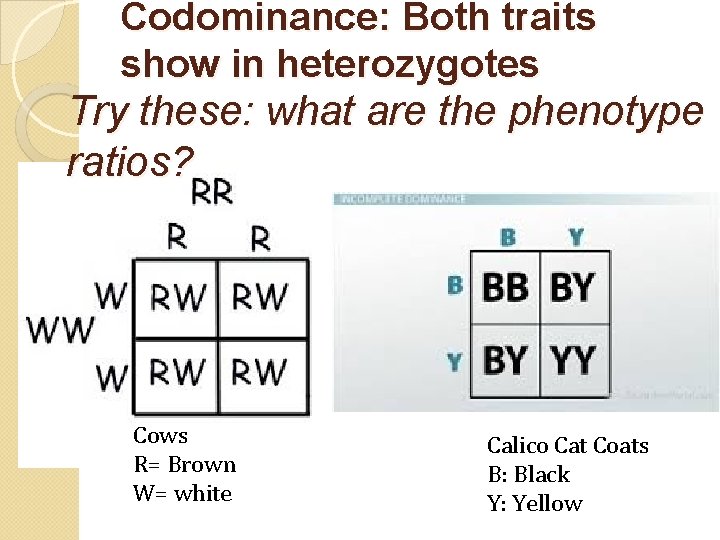 Codominance: Both traits show in heterozygotes Try these: what are the phenotype ratios? Cows