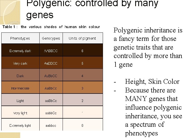 Polygenic: controlled by many genes Polygenic inheritance is a fancy term for those genetic