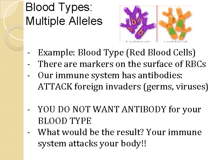 Blood Types: Multiple Alleles - Example: Blood Type (Red Blood Cells) - There are