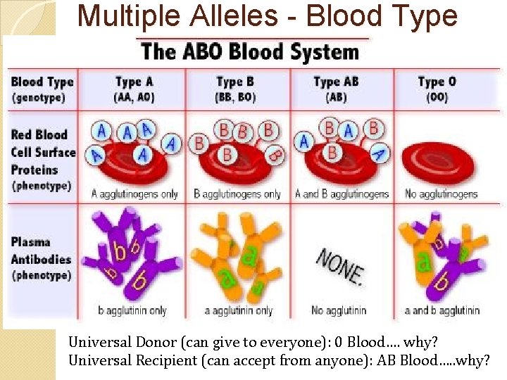 Multiple Alleles - Blood Type Universal Donor (can give to everyone): 0 Blood…. why?